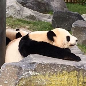 Meet your Posher, Annie